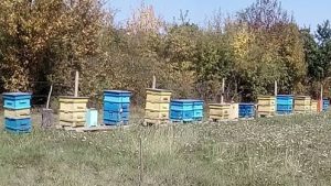 пчелин истински мед Малък Искър
